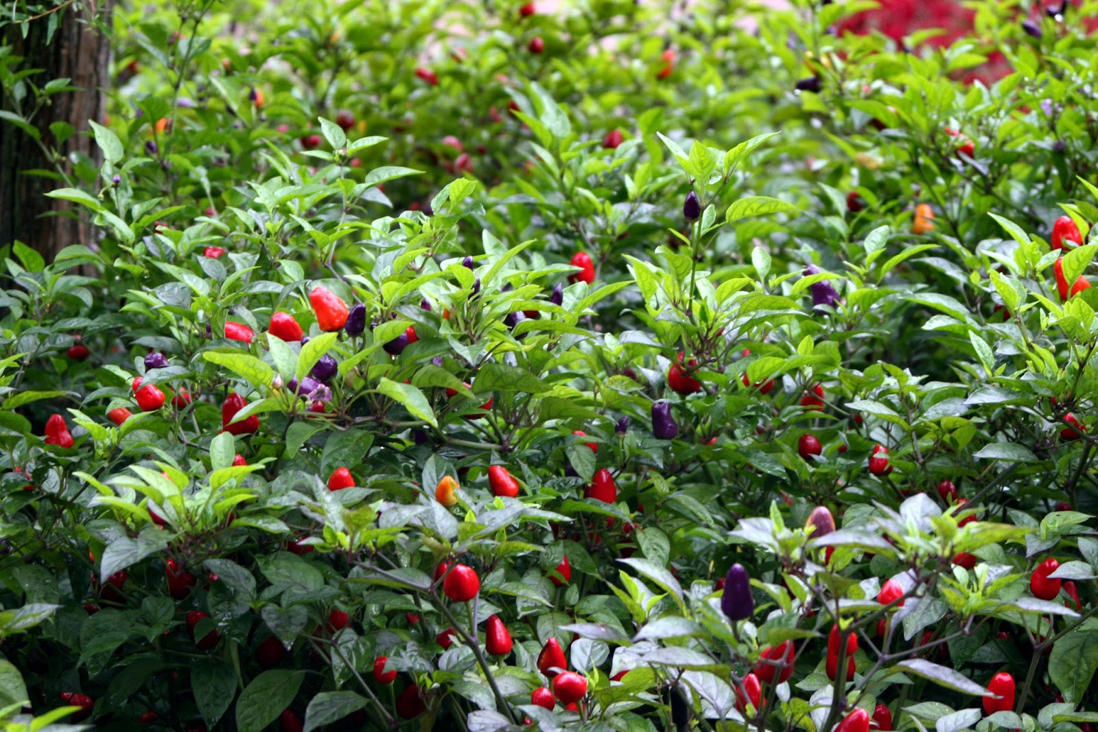 Cayenne Pepper (Capsicum Annuum) Overview, Health Benefits