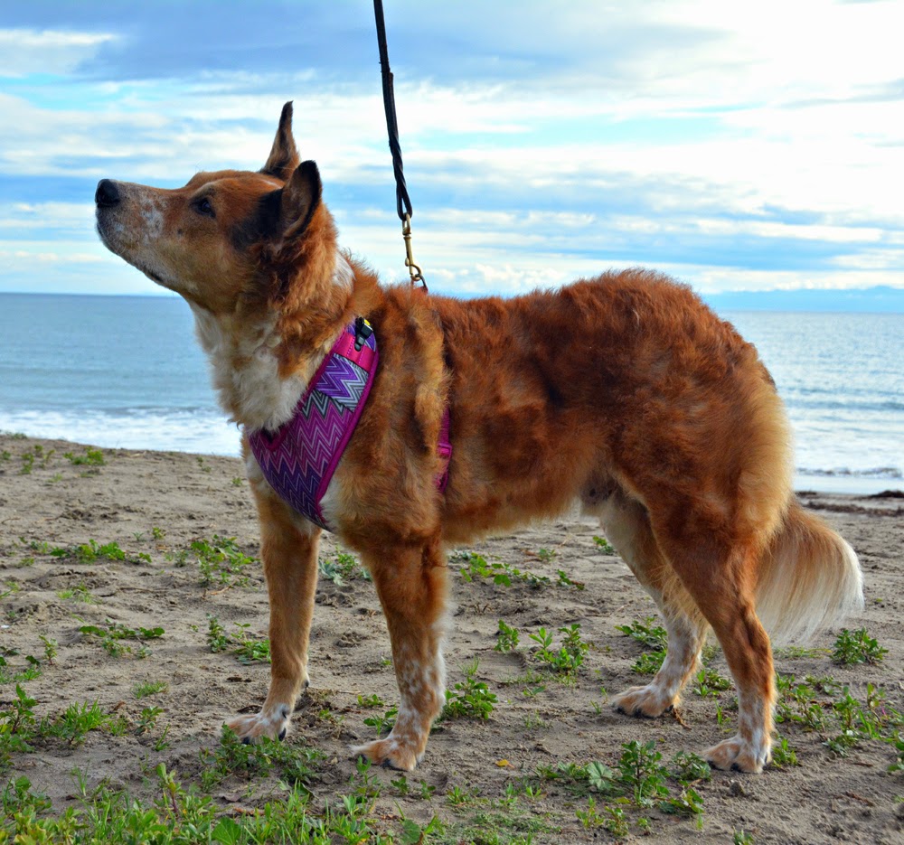 The Dog Geek How to Put on a Petco Mesh Harness