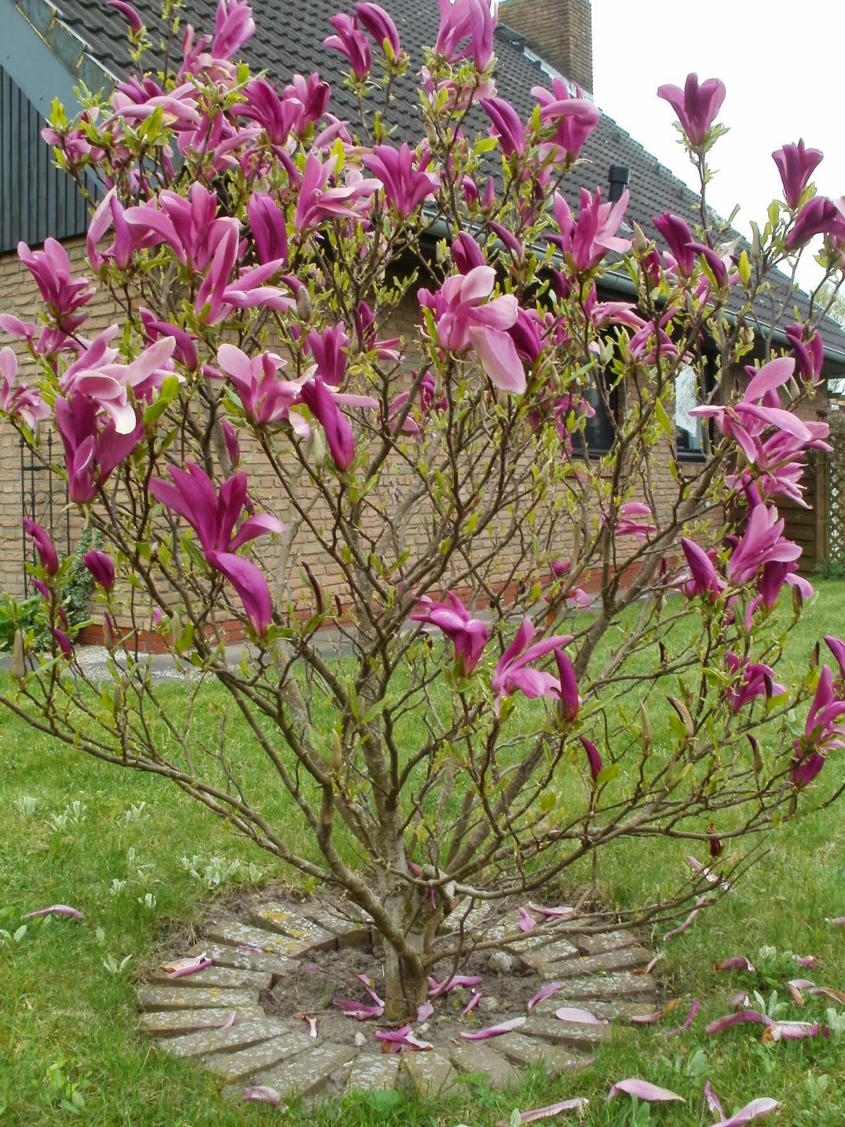 britte at home Magnolie