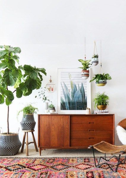 house plants 