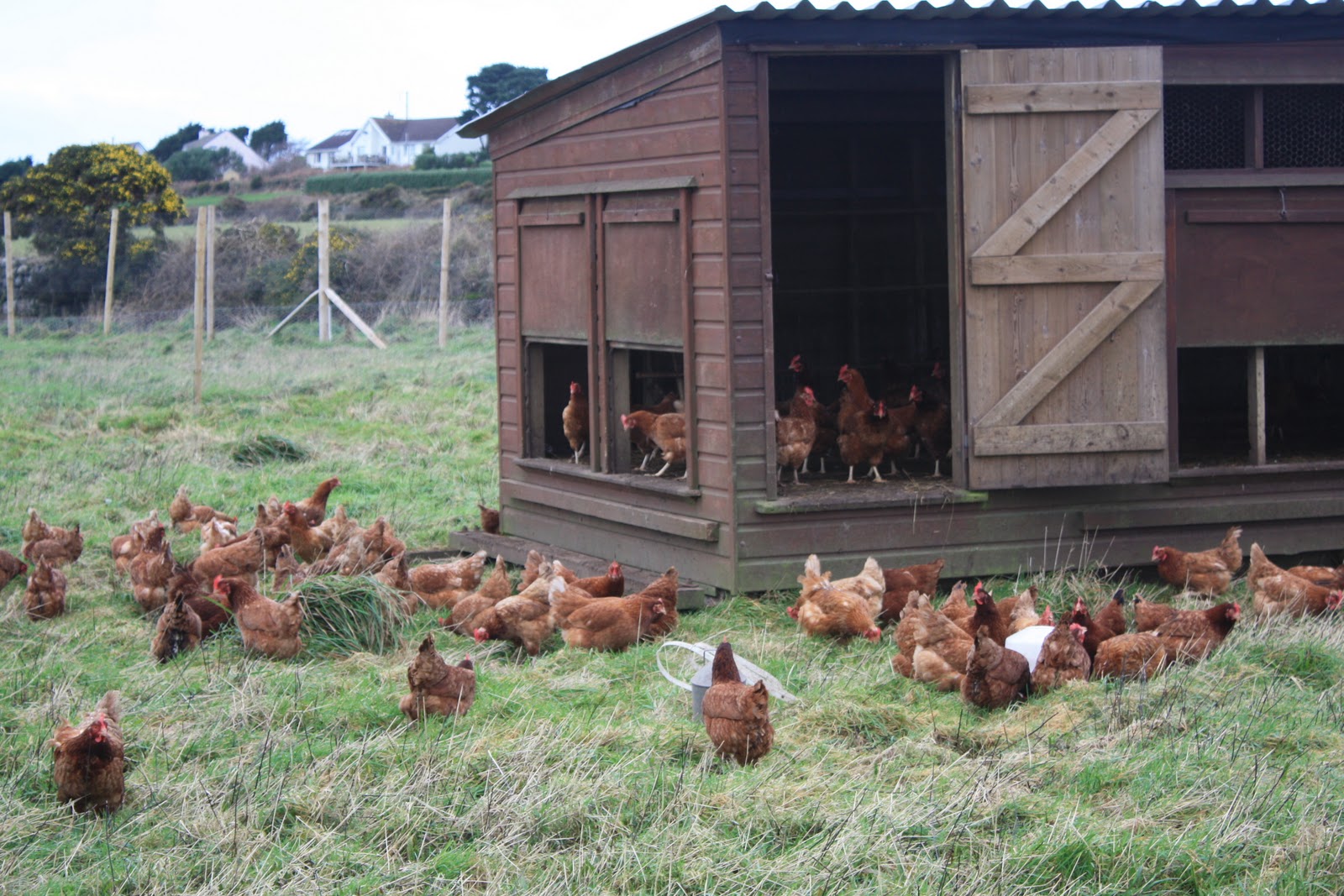 Bosavern Community Farm Moving the chicken sheds.