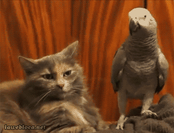 funny-animal-gif-078-002.gif
