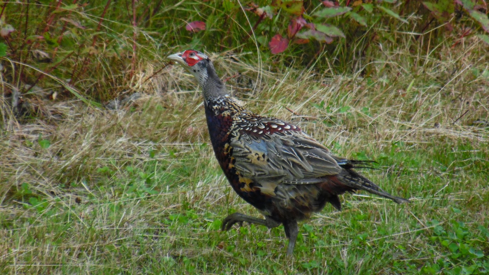 Moose Mountain Guide Service Fall Pheasants in the County