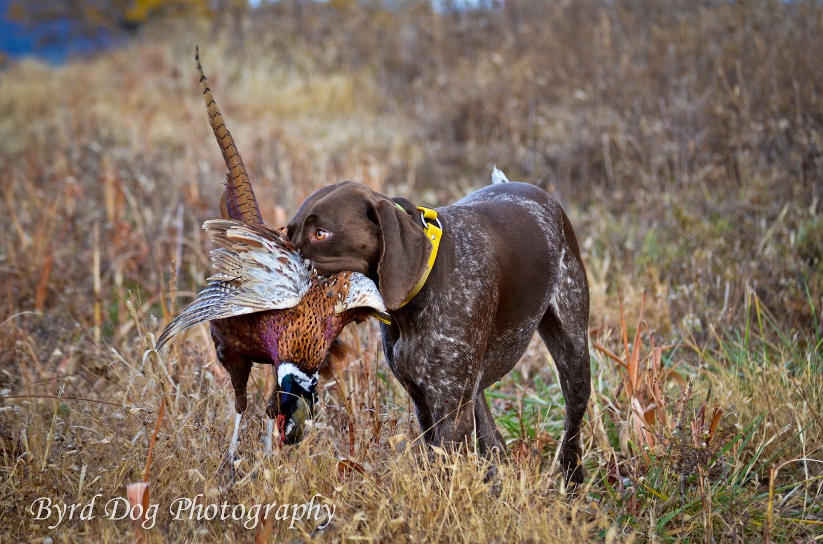 Dog Training Tips For Pheasant Hunting Dog Training Tips For Pheasant Hunting