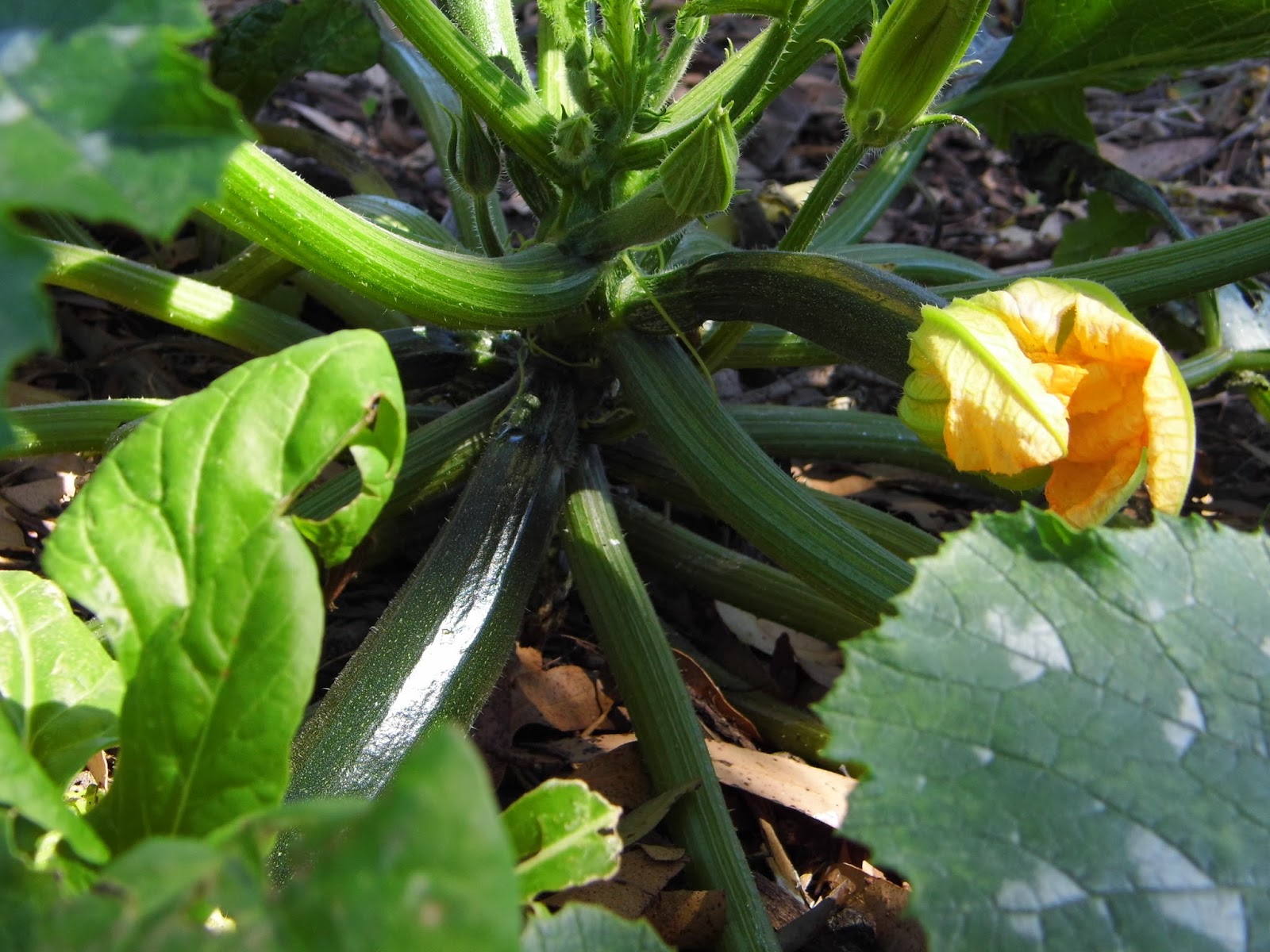 One Mother Hen Zucchini Slice
