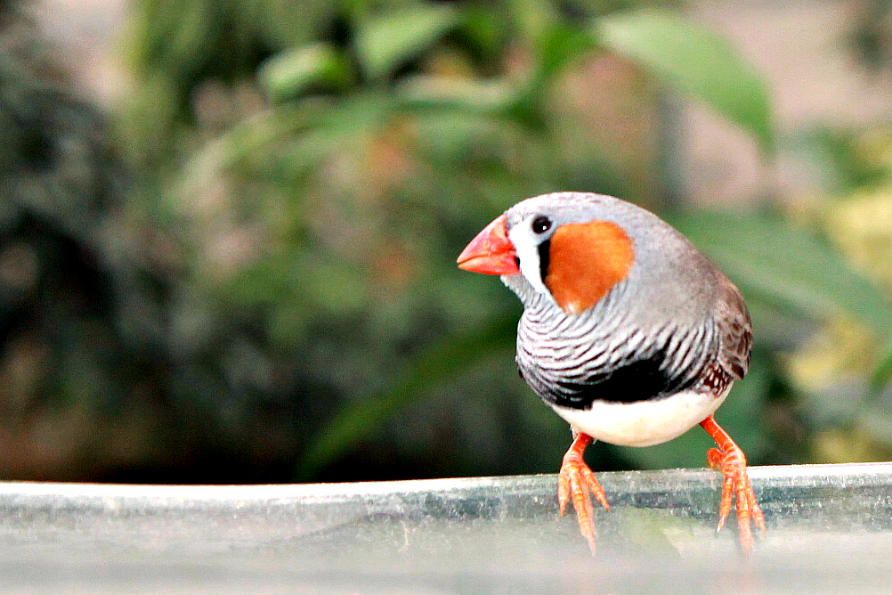 Card Designs & Paper Creations