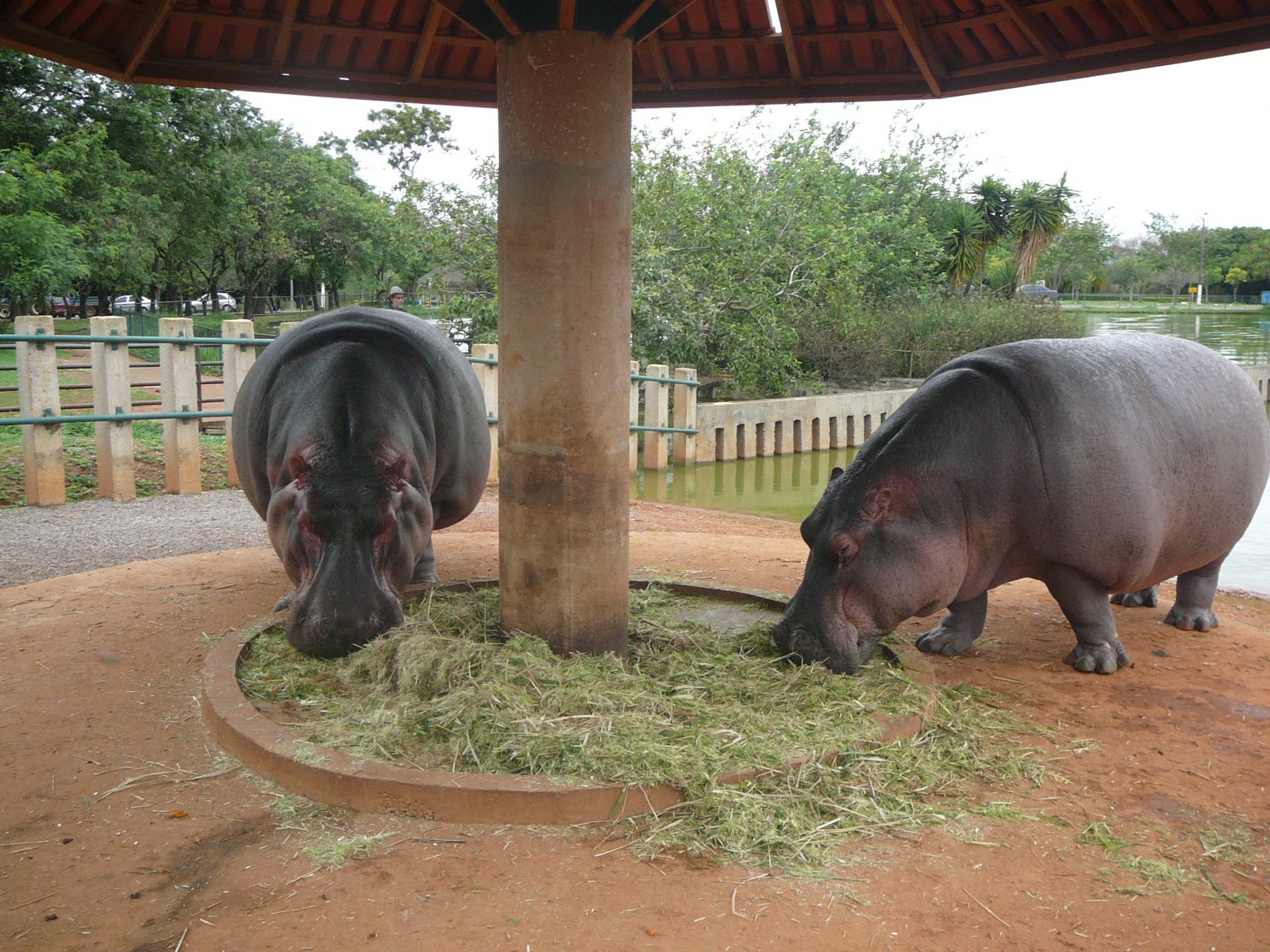 Blog do Senildo Melo Novas fotos do Jardim Zoológico de Brasília