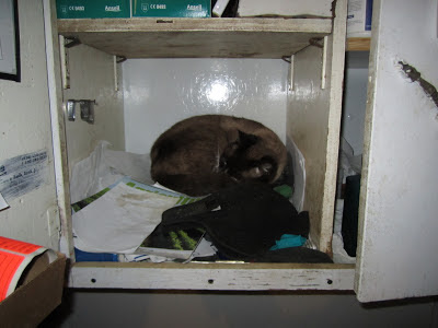 farm cat in cupboard