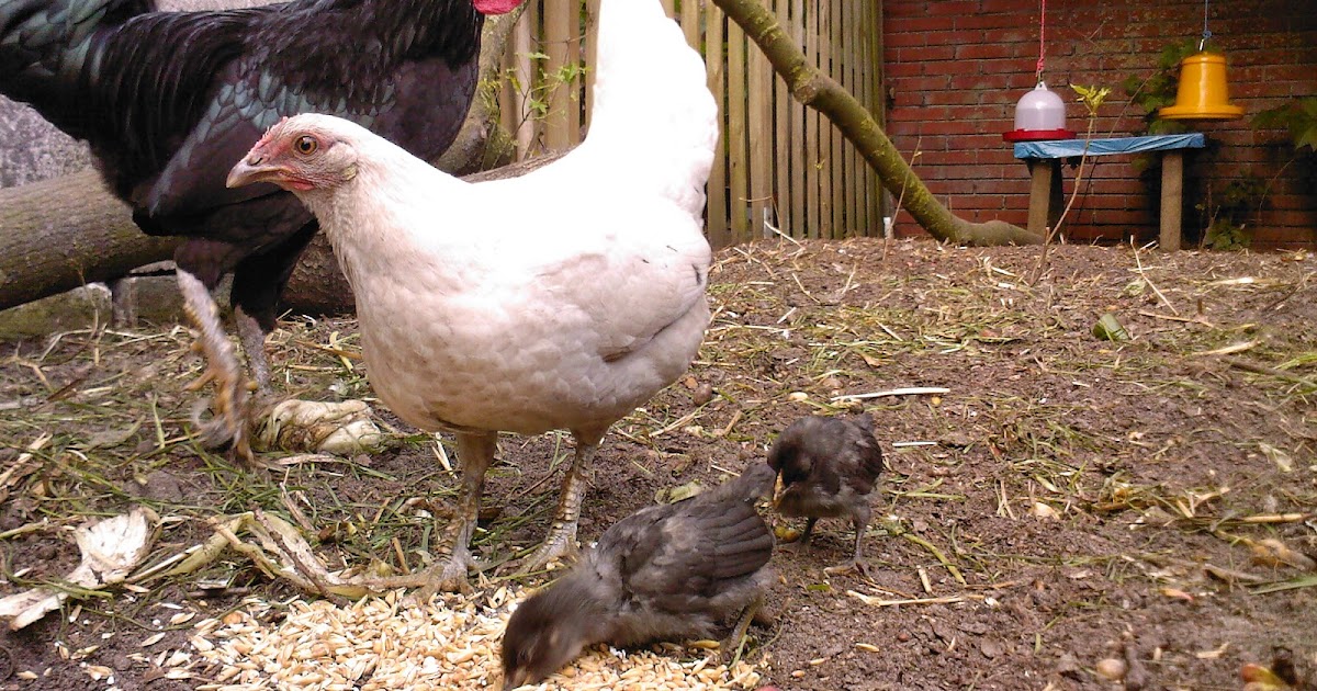 Weg naar zelfvoorziening De kuikens