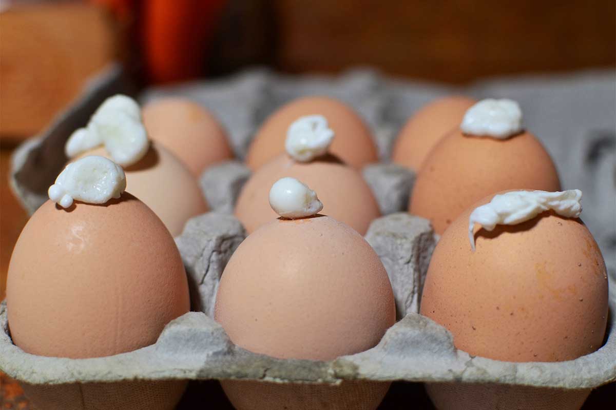 The 7MSN Ranch The only problem with fresh eggs finally solved