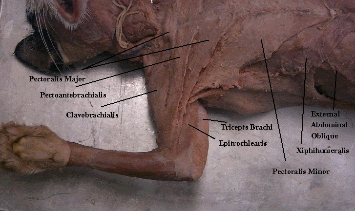 Cat Dissection Study Tools