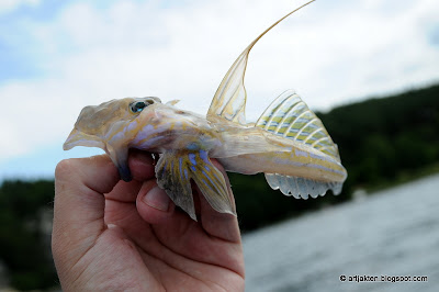 vilken dejtingsida ska man välja träning