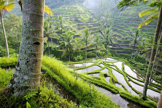 Rice Field Wallpaper HD