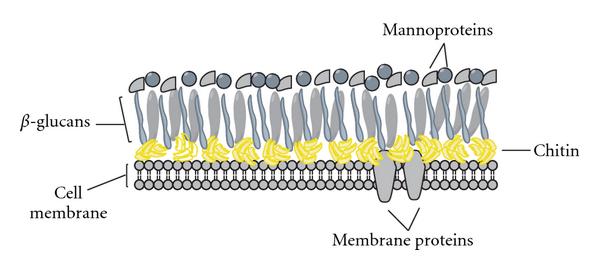 Microbiology II ; DOMAIN EUKARYA, Fungi | The Amazing Medicine