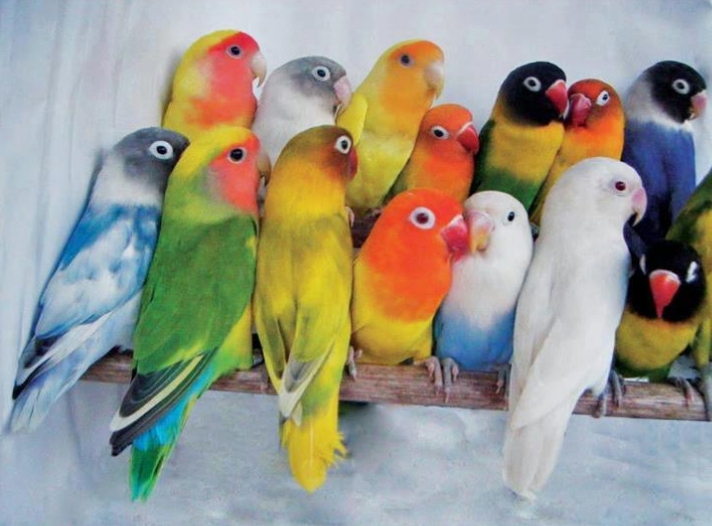 Lovebird Surabaya Waffen Ss Aviary Warna Warni Love Bird Di