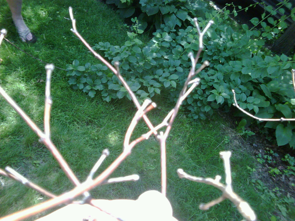 Field Notes Is my Japanese Maple tree dead?