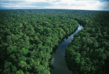 Amazon deep forest