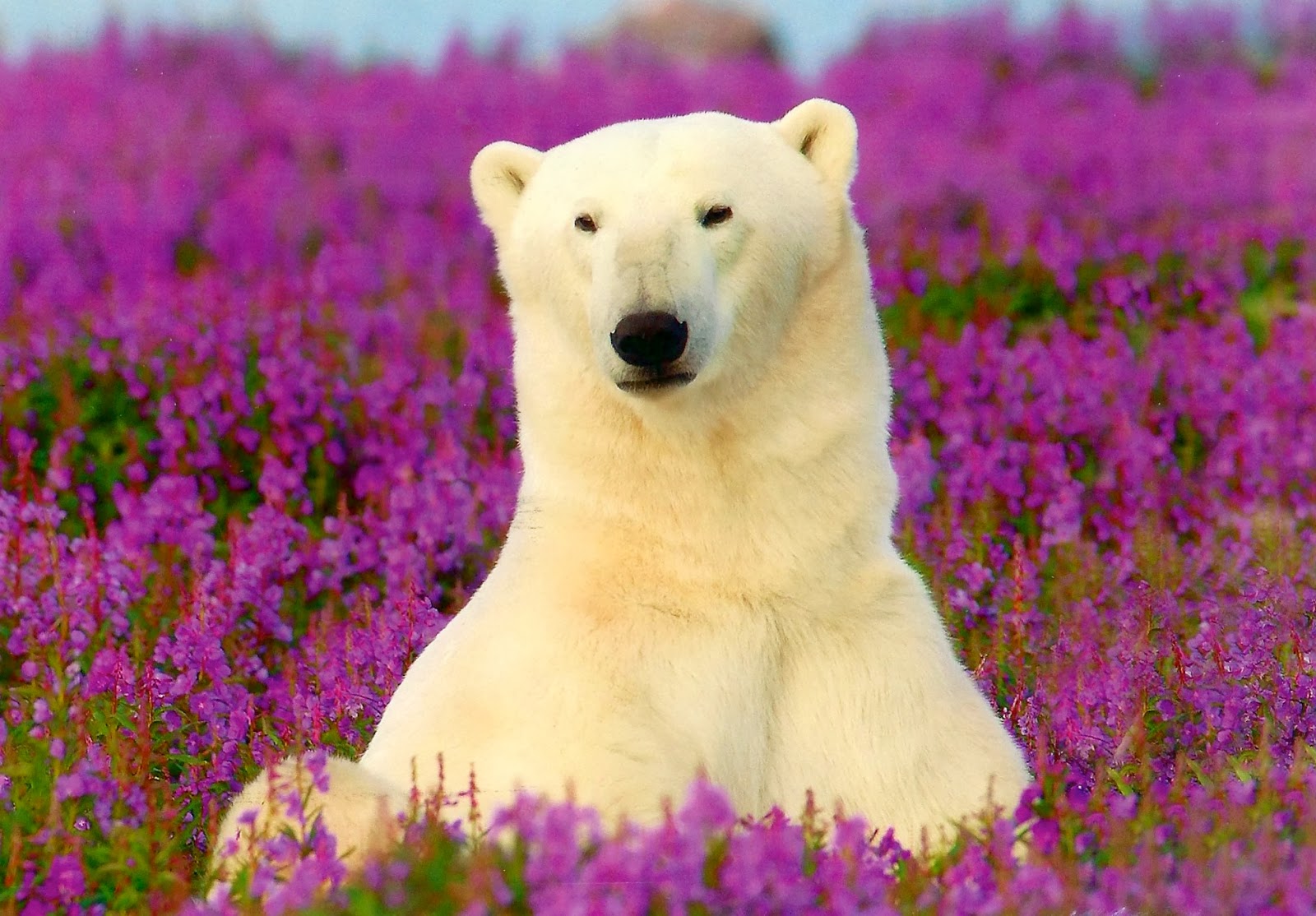 My Favorite Postcards A Polar Bear by Purple Flowers from Canada