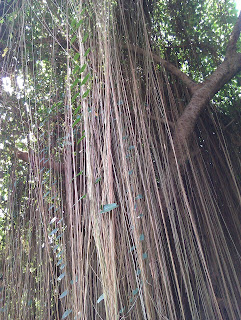 繼續生長漸變粗的氣生根 (新北投 陳俊銘 攝)