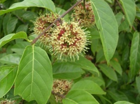 Perbanyakan Tanaman Gambir Uncaria Gambir Hunt