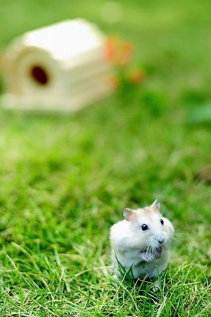 Cute and funny pictures of hamsters 2-3