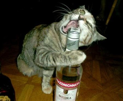 Funny cat loves vodka