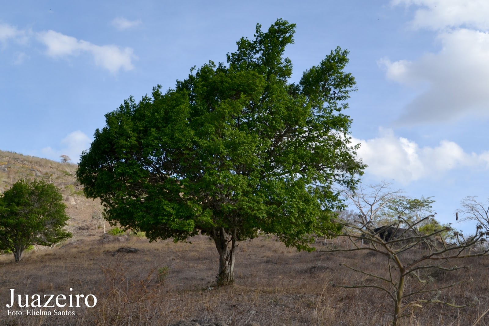 plantas jardim nordeste:Histórias e Cenários Nordestinos: Árvores e Plantas do Nordeste plantas jardim nordeste:Histórias e Cenários Nordestinos: Árvores e Plantas do Nordeste