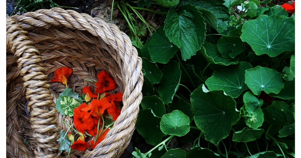 Secret Garden Club All things bright and beautiful edible flowers