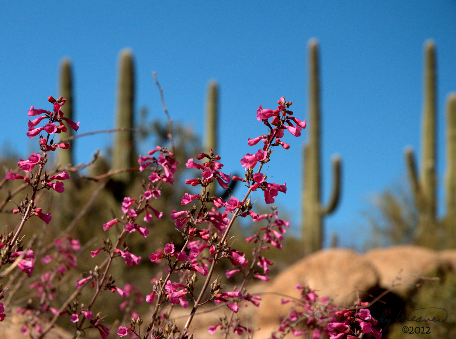 QuiltinCats Desert Touring (Benson, AZ)