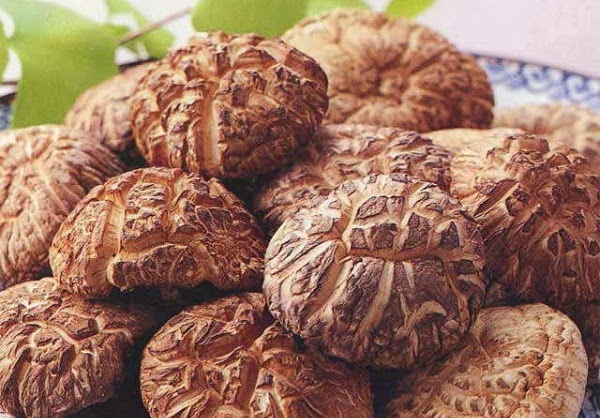 افضل علاج للسرطان بجميع انواعه بالاعشاب الطبيعية افضل علاج للسرطان بالاعشاب