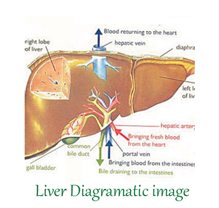 లివర్ క్యాన్సర్,Liver Cancer