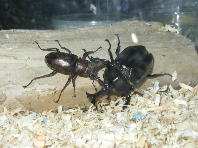 ぢぢのカブトムシ クワガタ飼育記 ミヤマクワガタ ｖｓ 国産カブトムシ