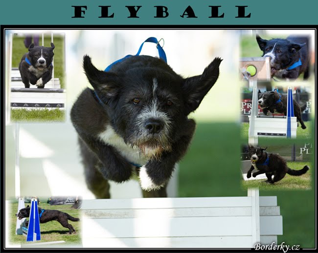 Happy flyballdogs