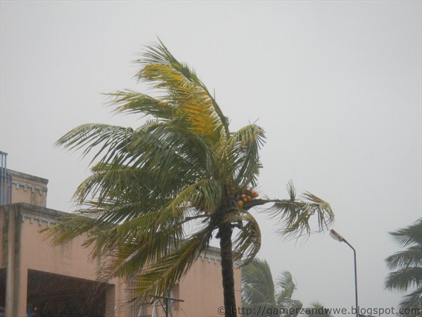 Powerful wind sweeps through the trees
