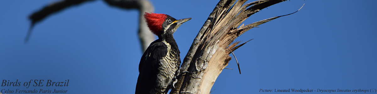 Birds of Southeast Brazil