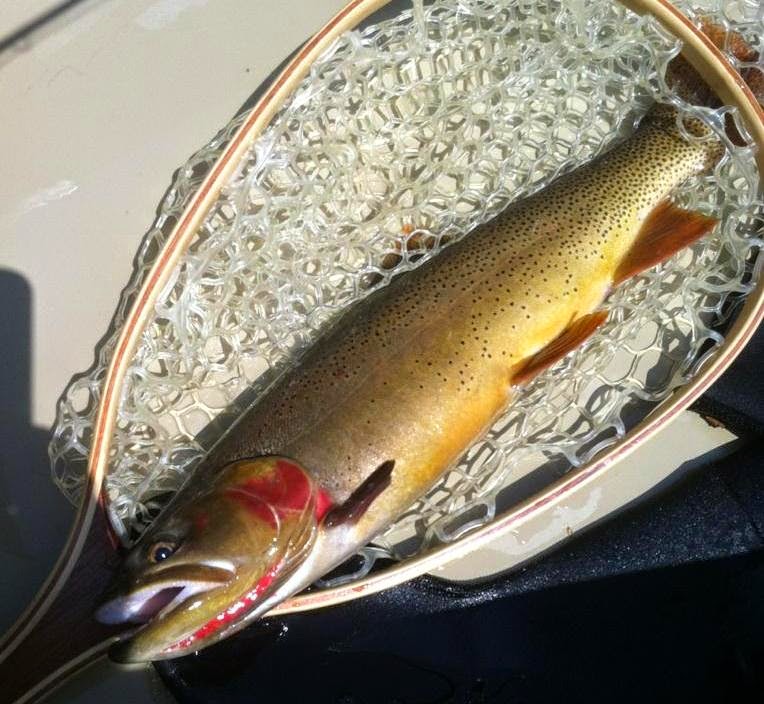 Nice Colorful Cutthroat Idaho Fly Fishers Blog