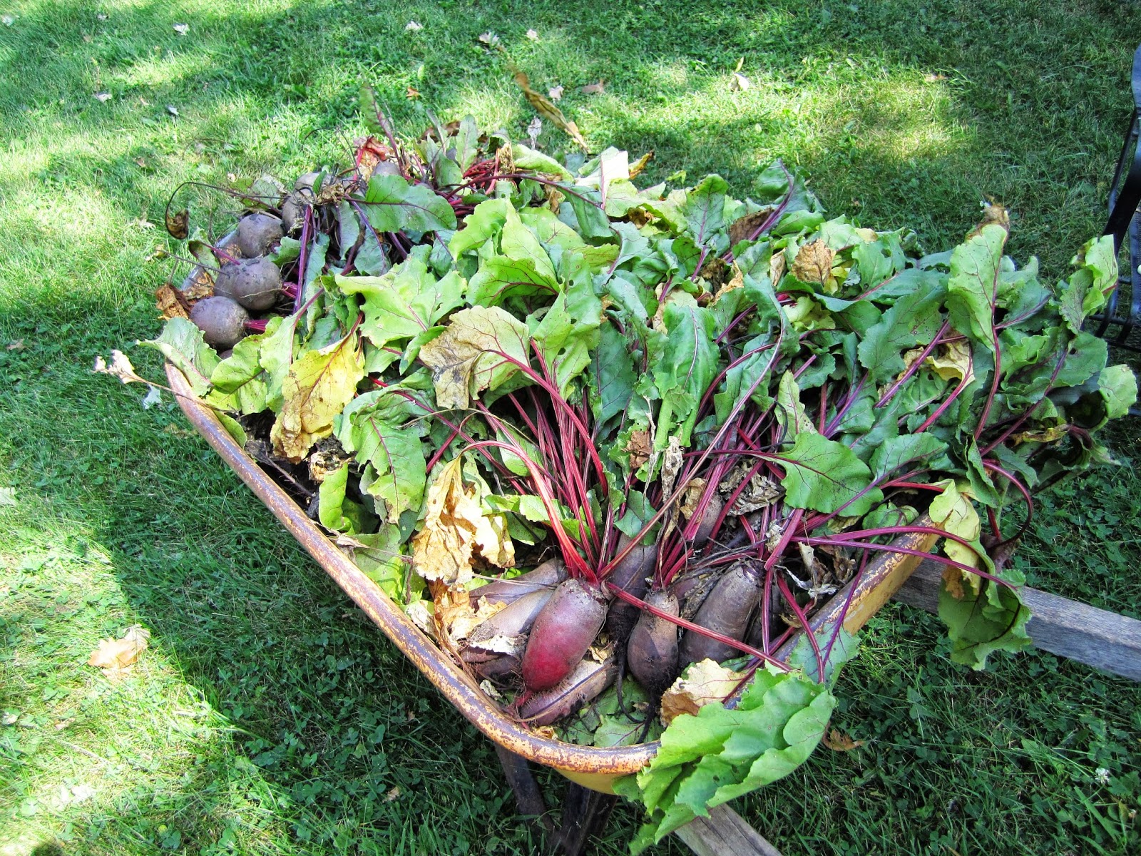 Harvesting Beets! Urban Femme to Farmer's Wife