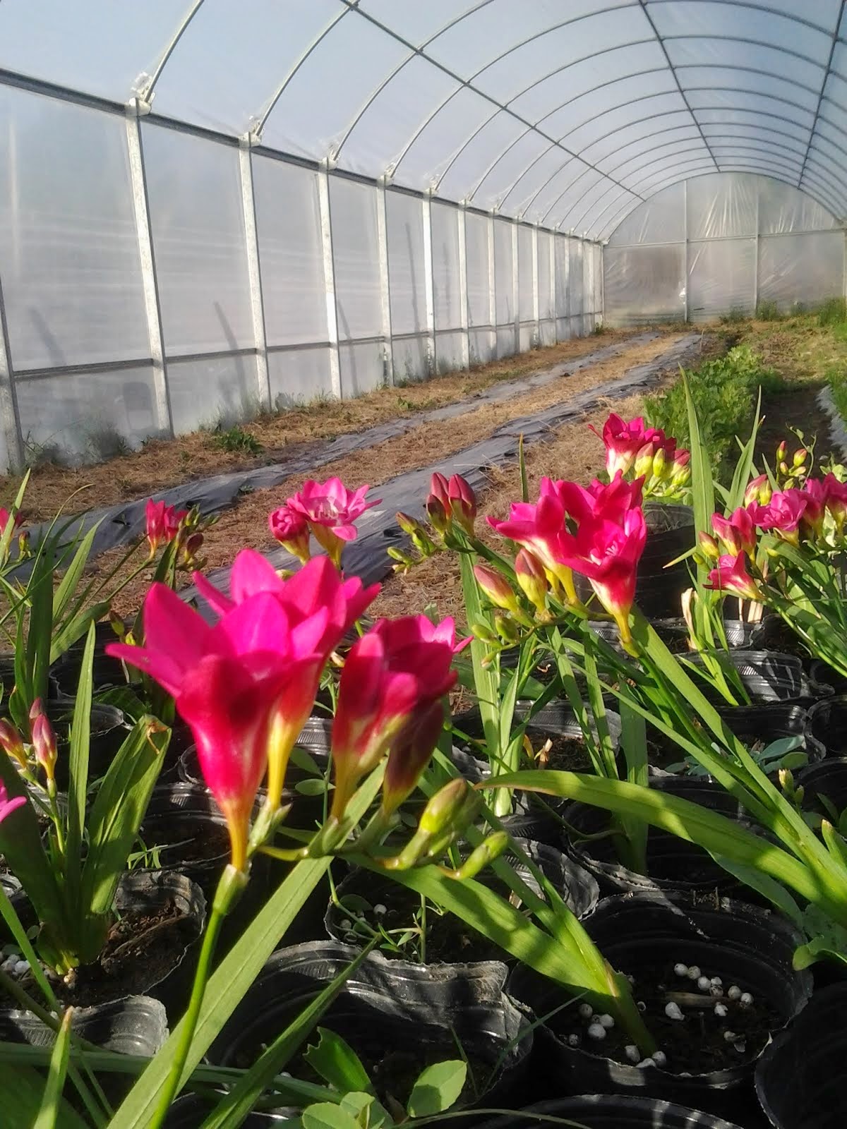 FRESIAS EN EL INVERNADERO ESCOLAR