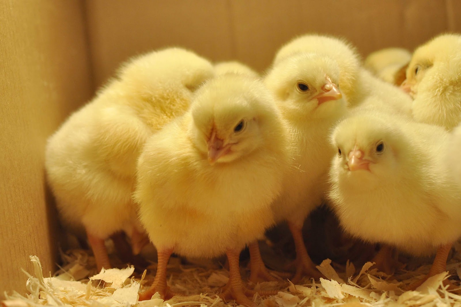 Nature Wallpapers™ : HD Baby Chicken Wallpapers