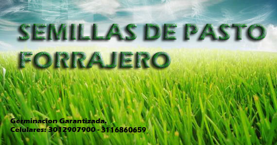 Semillas de Pasto Forrajero