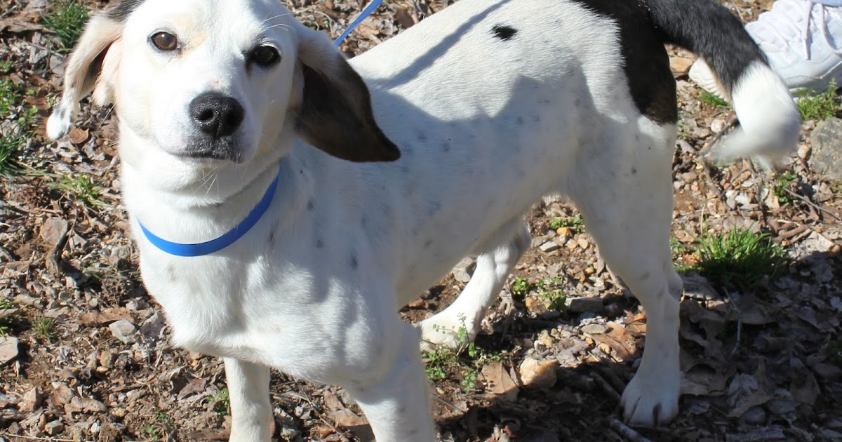 Inside Hot Springs Village This week at the Village Animal Shelter