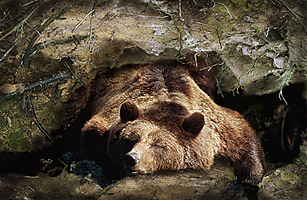 do bears hibernate do bears hibernate