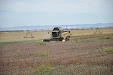 New Holland CX 780 Combine. Poppy & Opium