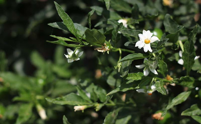 Solanum Pseudocapsicum