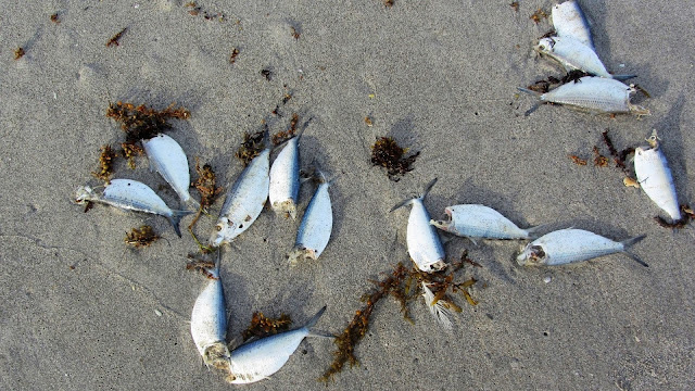 Massive Fish Kill On Florida Beaches