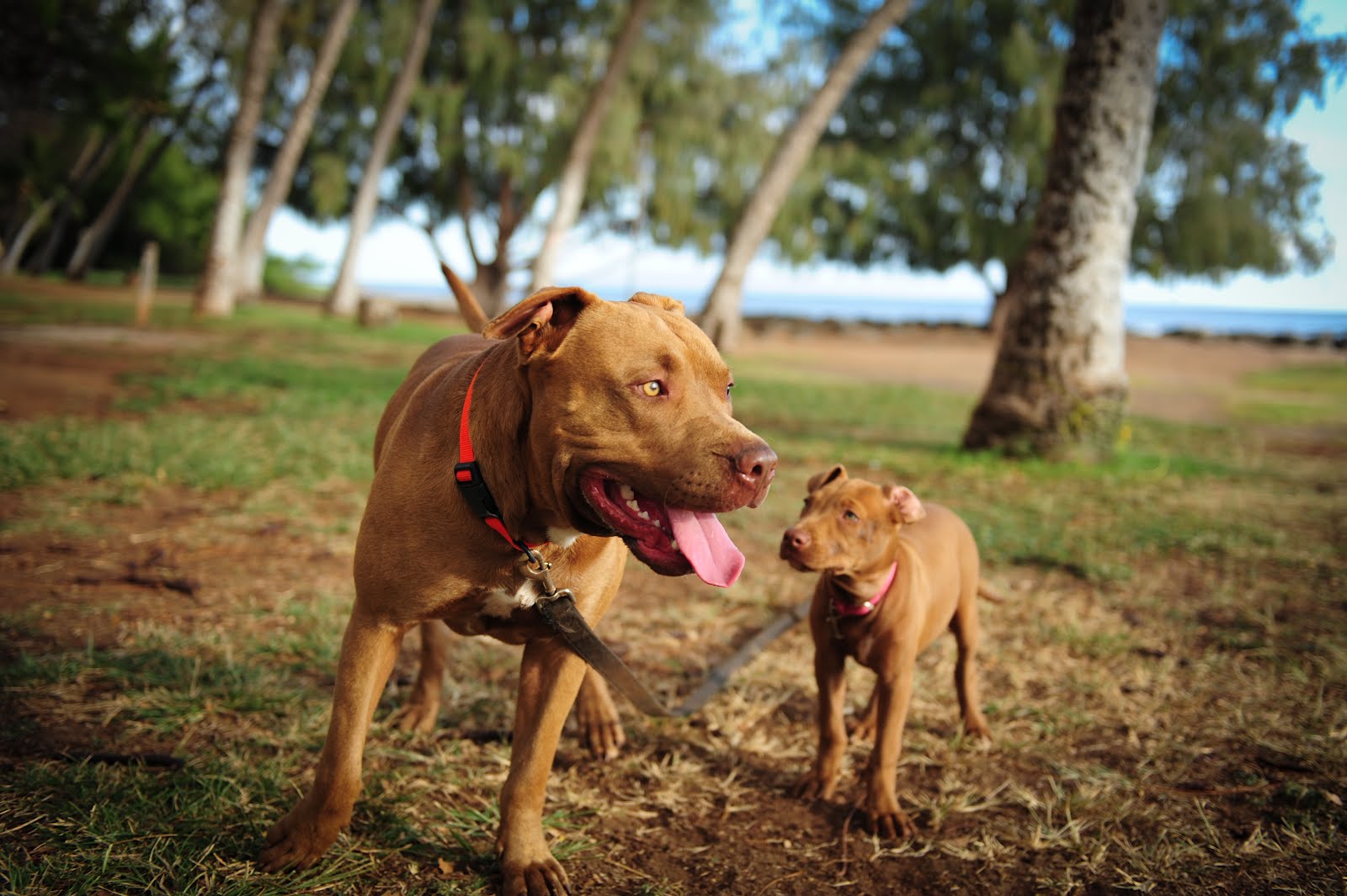 Ross Dance Photography Maui Pitbulls