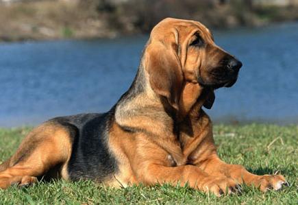 bloodhound dogs pictures. How Well Is Your Bloodhound