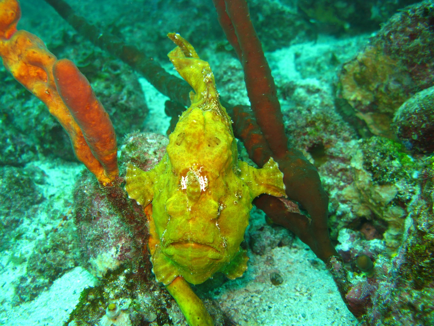 Faraway: Frogfish, Frogfish, Frogfish