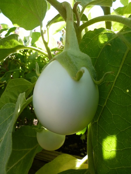 why eggplant is called