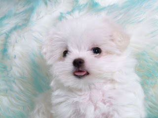 puppies images